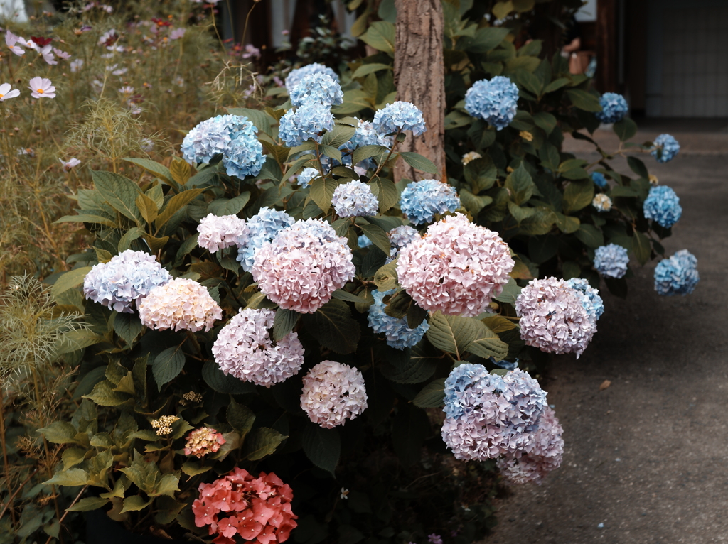 ドライフラワーみたいな紫陽花