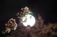 夜桜