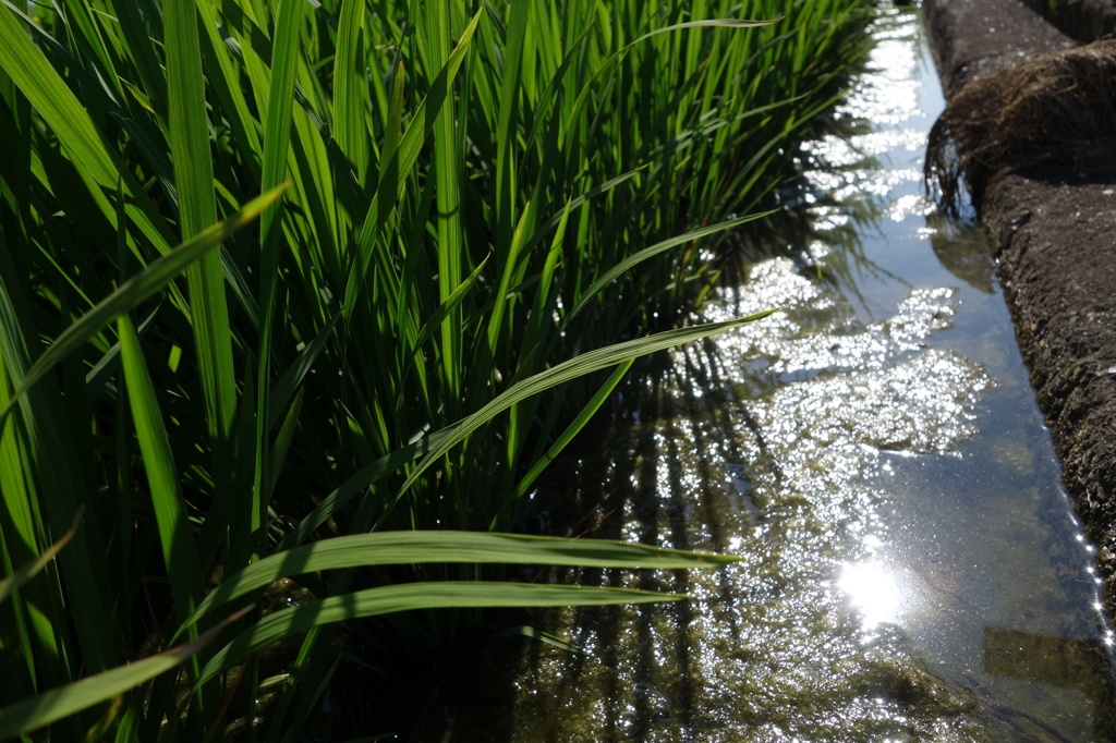 木津川市の街道沿いの田んぼ