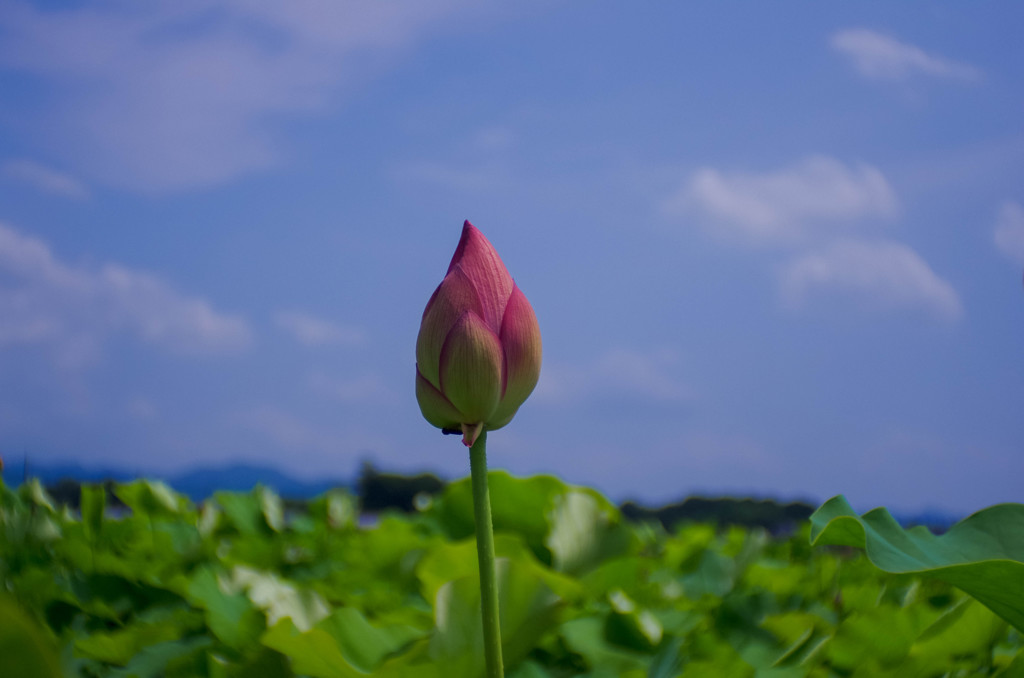 藤原京跡の蓮の花・近況