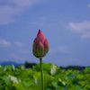 藤原京跡の蓮の花・近況