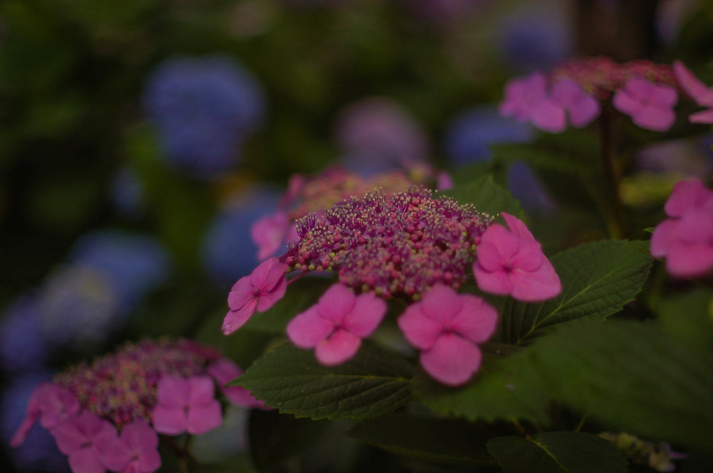 紫陽花の季節開幕