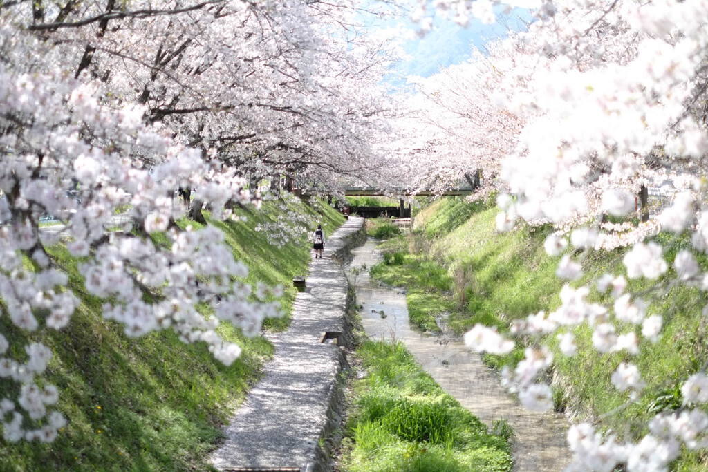 来年もまたこの景色が観れますように。