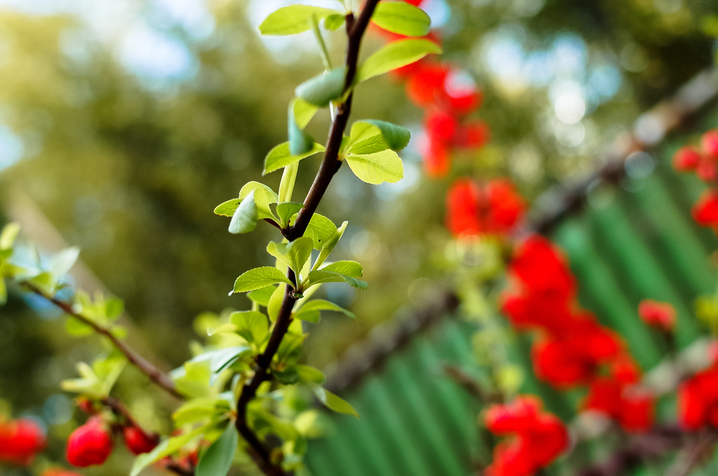惚けの花