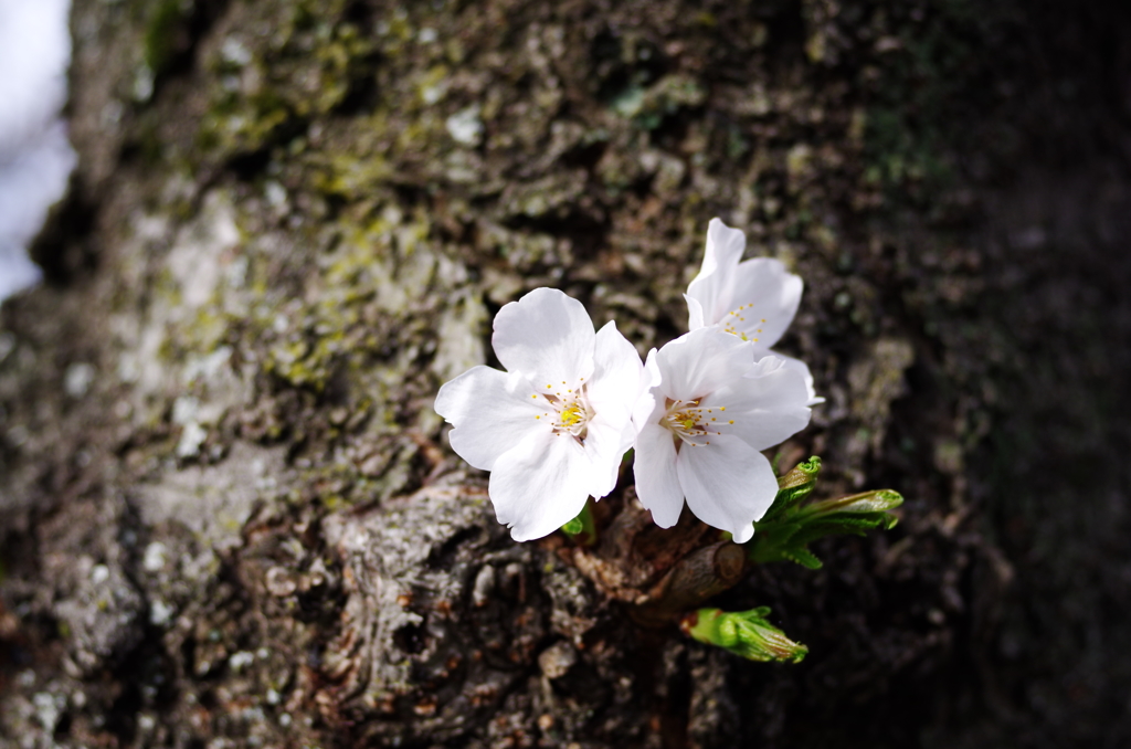 直咲きの桜