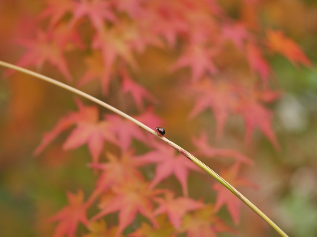小さいけど目立ってました。