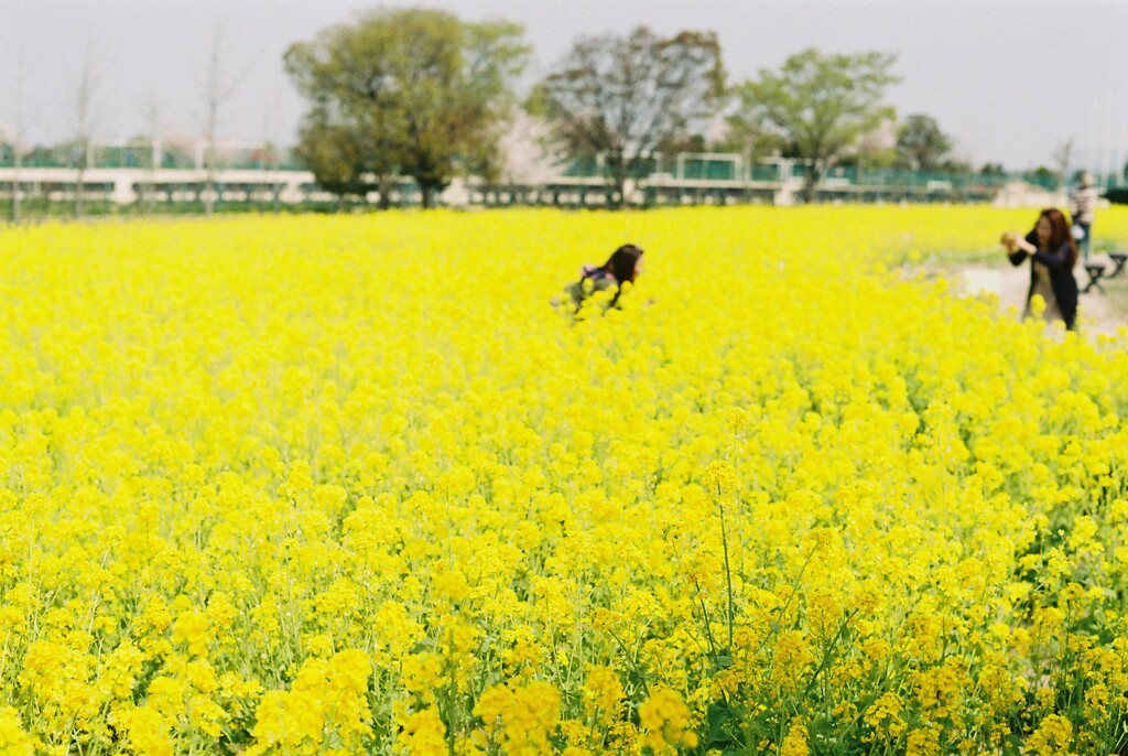 菜の花畑