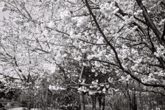 今年の桜④