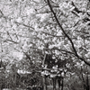 今年の桜④