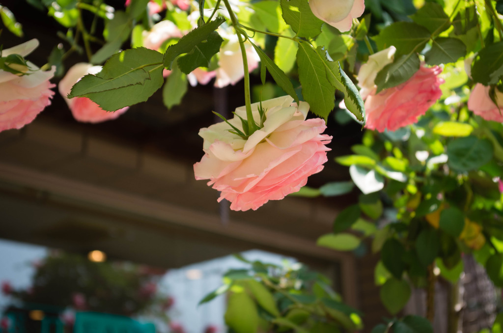 近所の美容室の薔薇その⑤