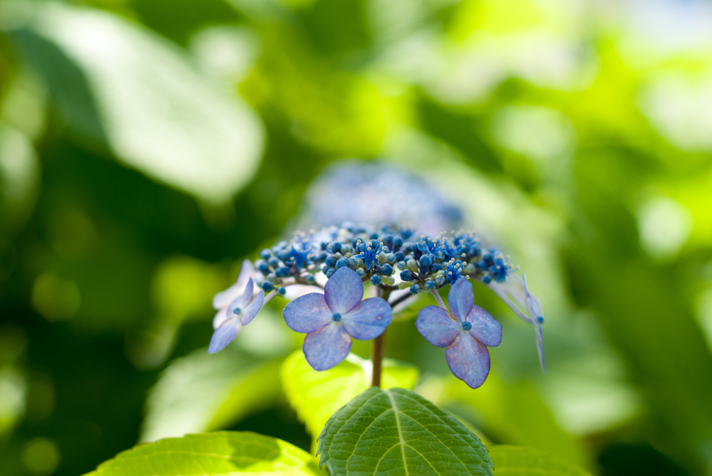 街中の紫陽花