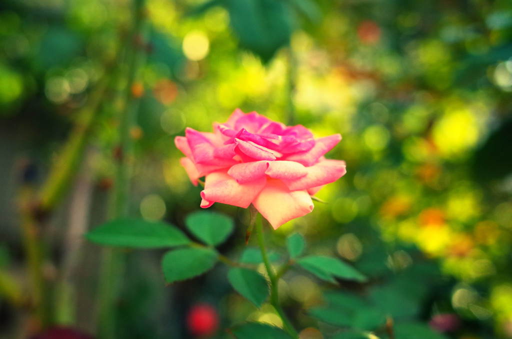 近所の美容室の薔薇・秋⑥