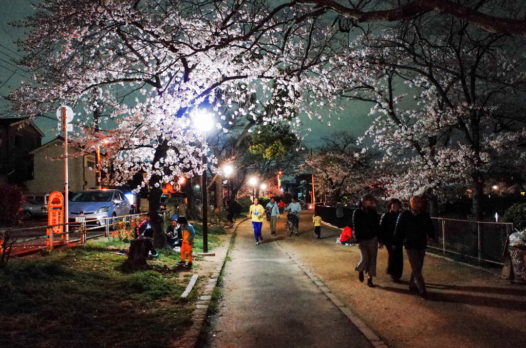 夜桜②