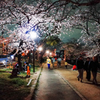 夜桜②