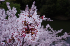 今が満開！信貴山の桜。