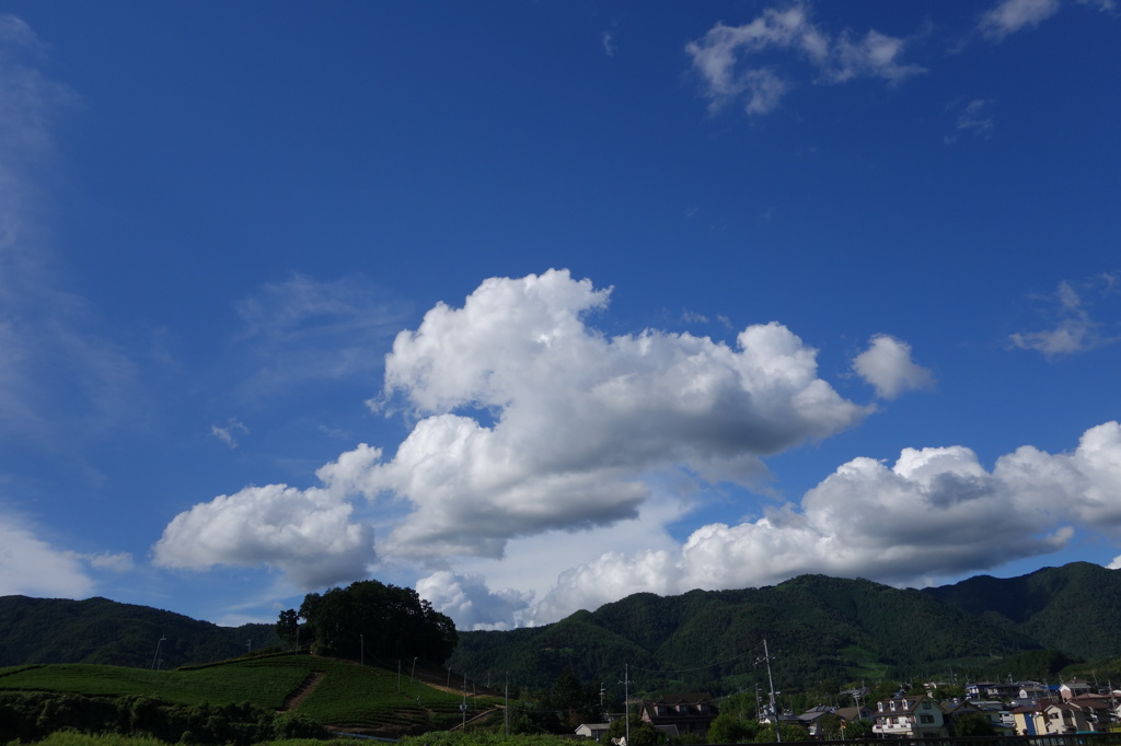 今日の和束町