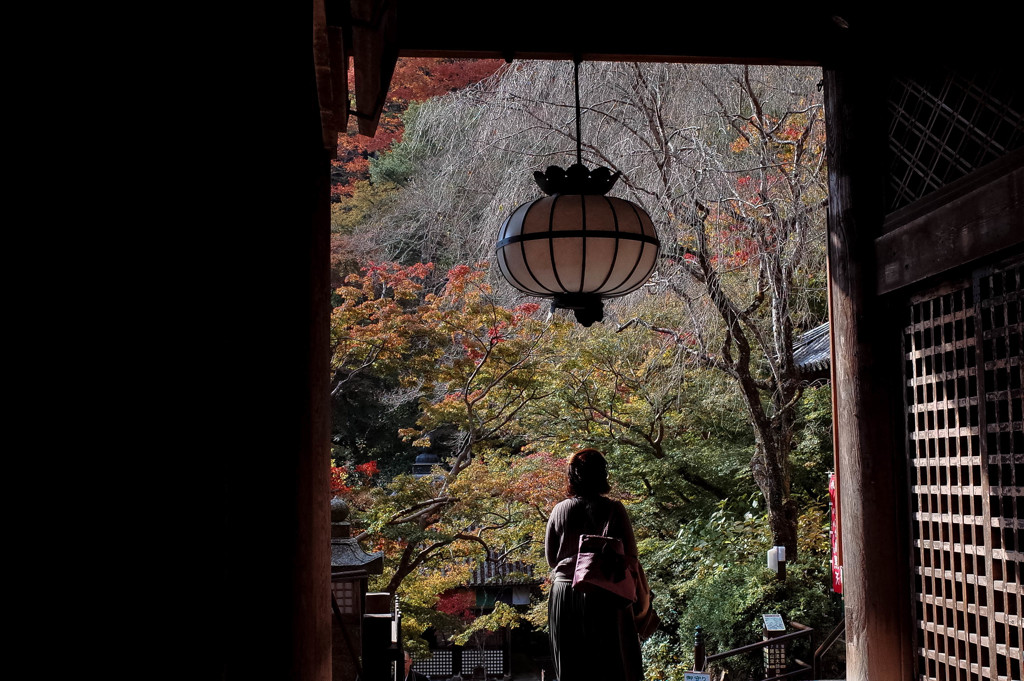 今年の紅葉は早いですね。