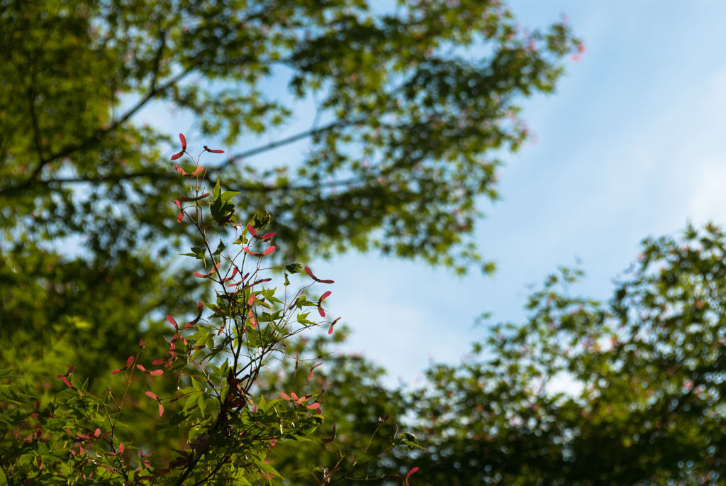 白毫寺の初夏①