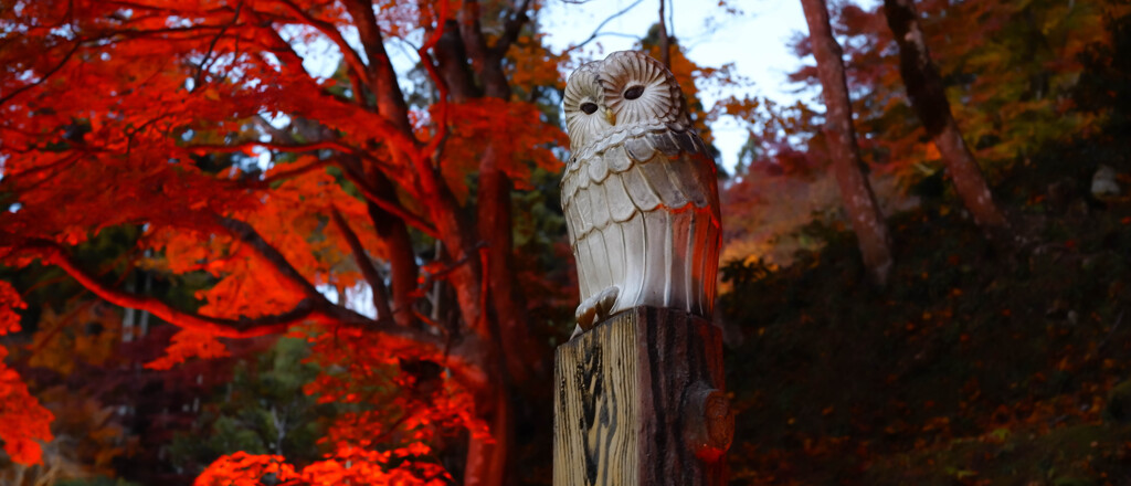 できたら昼間に行きたかった