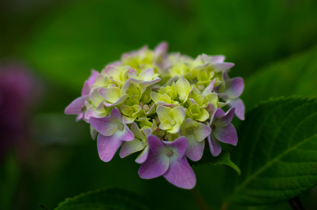 まだまだ紫陽花