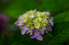 まだまだ紫陽花