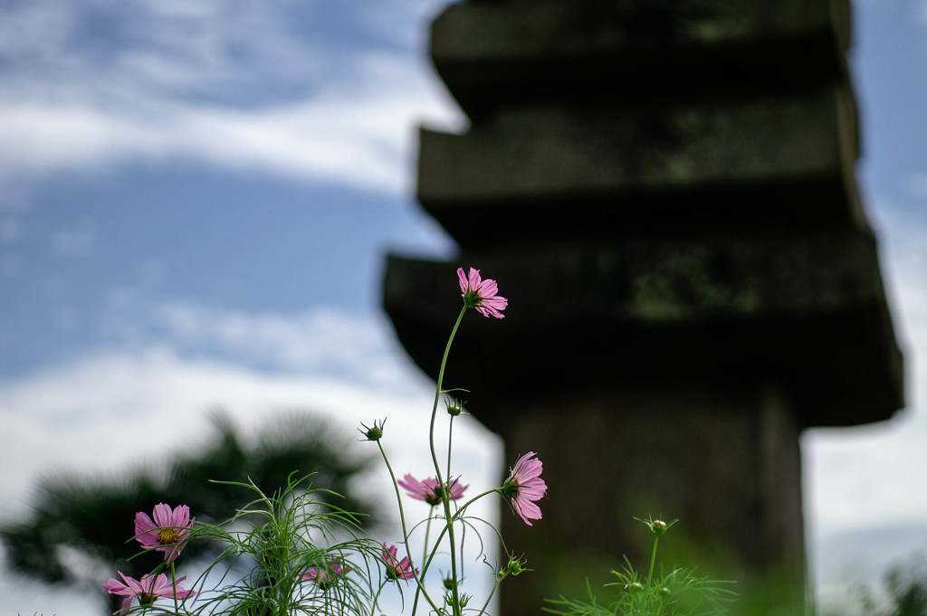 般若寺の見頃はまだでした。
