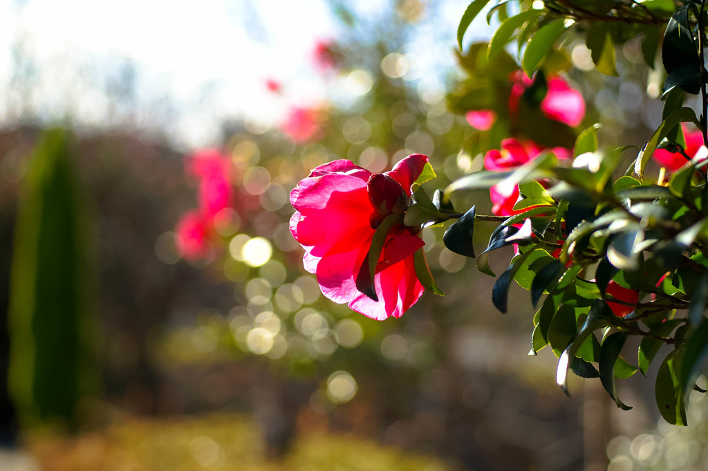 さざんか山茶花咲いた道。