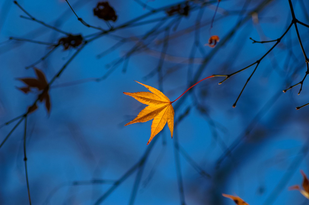 残り紅葉⑤