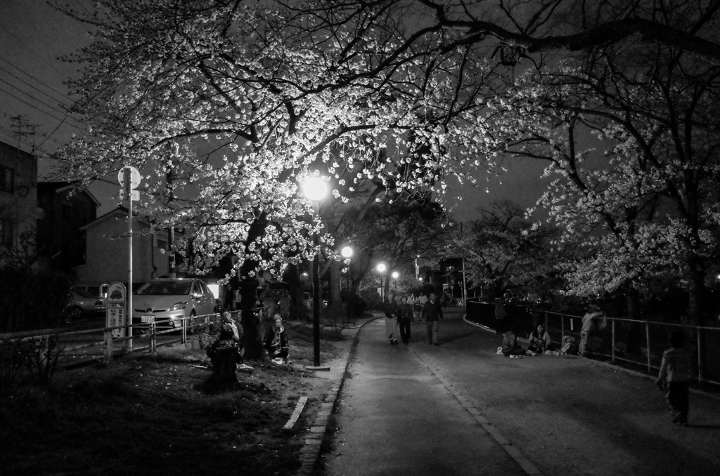 夜桜①