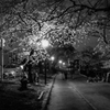 夜桜①