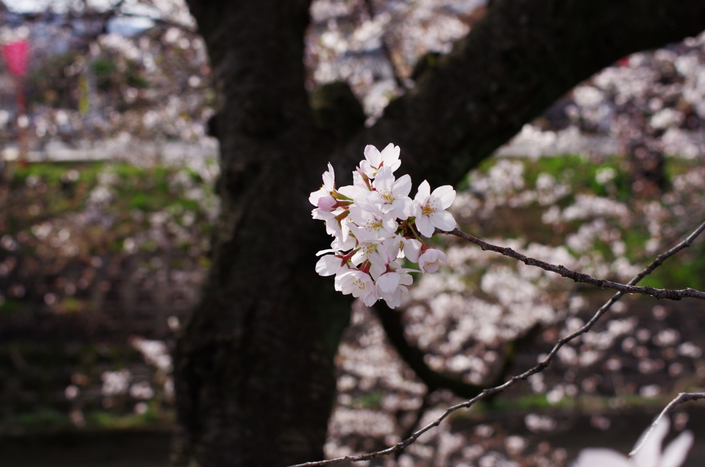 桜さくら