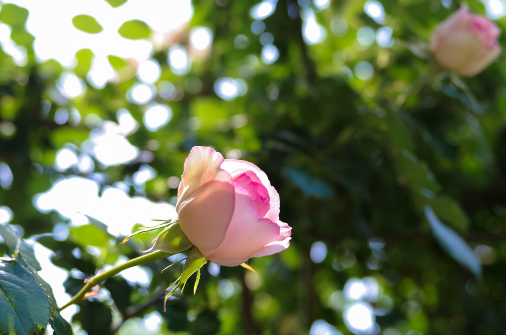 近所の美容室の薔薇2014年その③