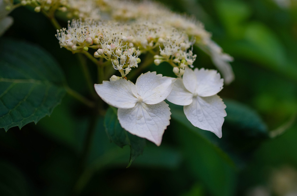 三室戸寺の紫陽花・白　ハート？