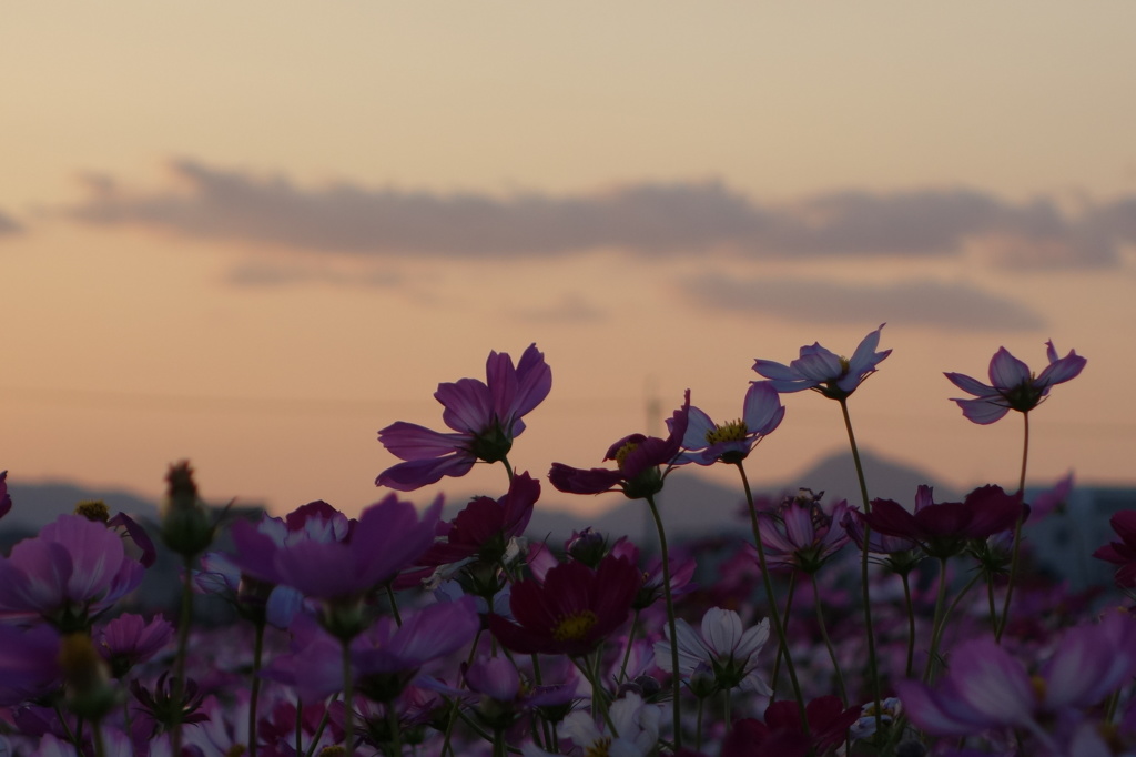 藤原京の秋の夕暮れ