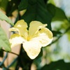 ゴーヤの花