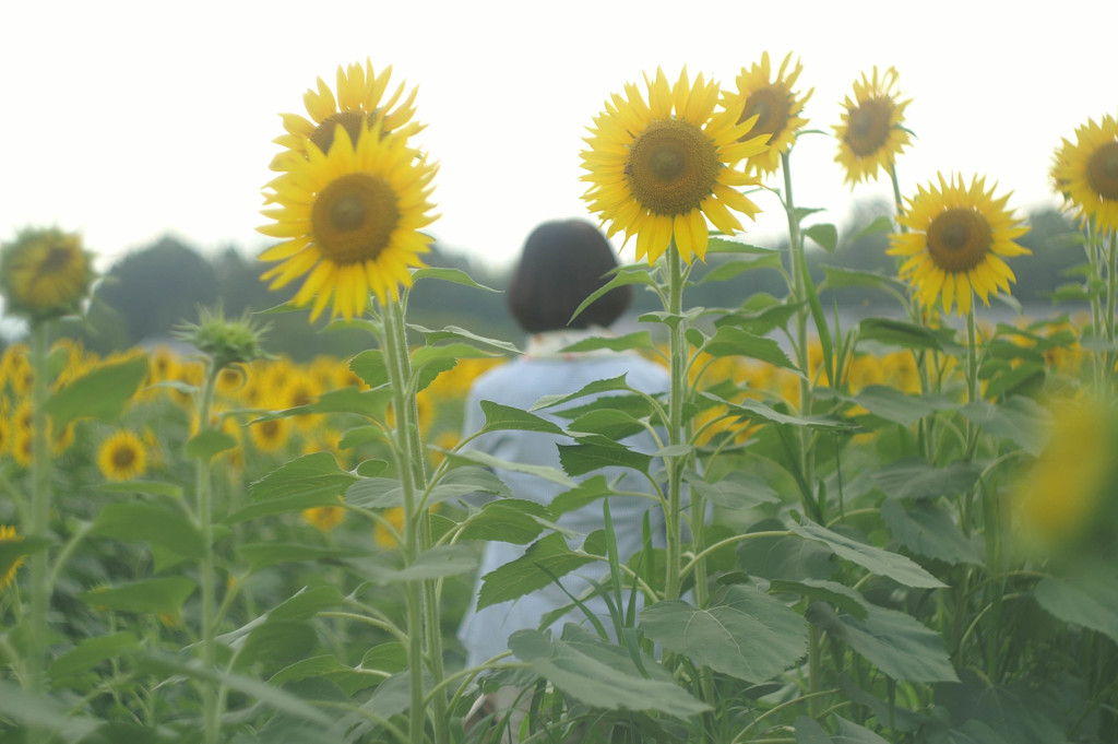 サヨナラ夏の日②