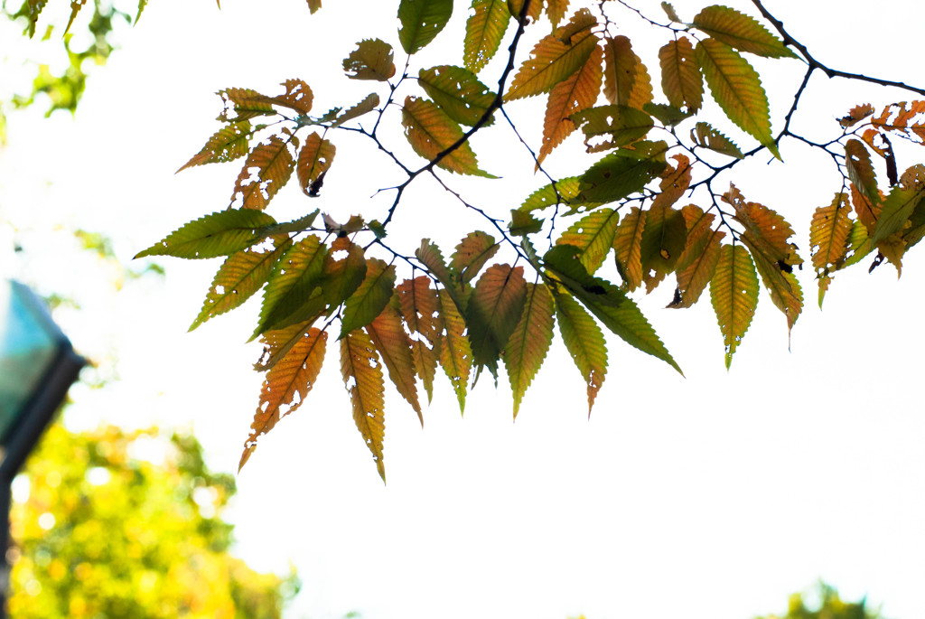 現在紅葉中