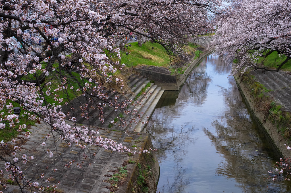高田川畔の桜並木