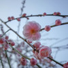 枝垂れ梅