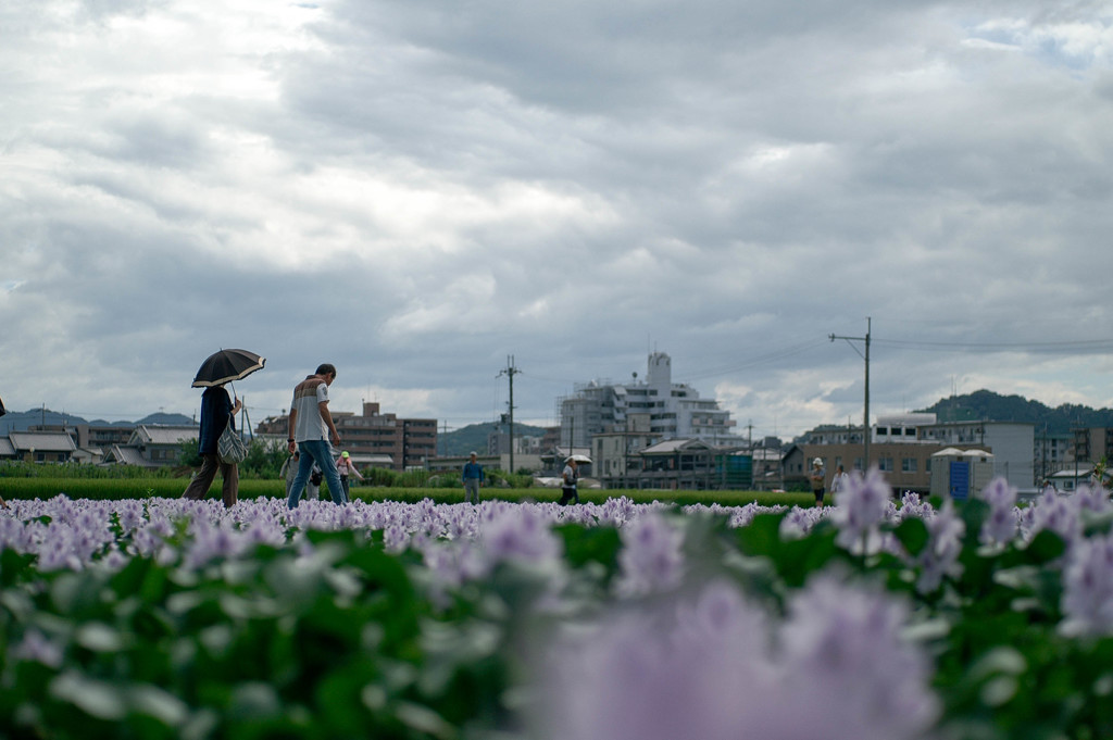 今年は見応え充分