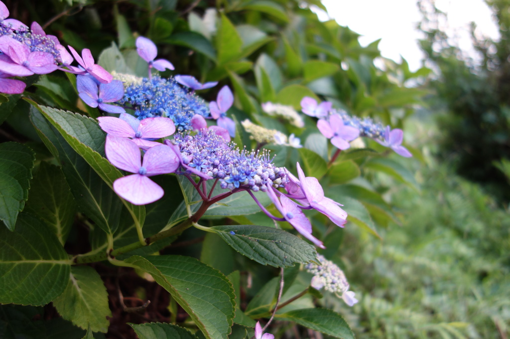明日香村の稲渕の棚田のあぜ道に咲いていた紫陽花。