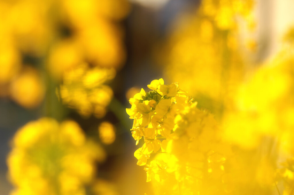 街に菜の花を咲かせよう