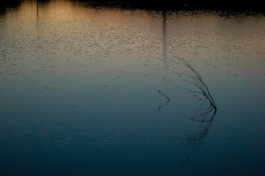 いつもの溜池で