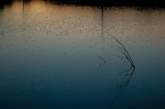 いつもの溜池で