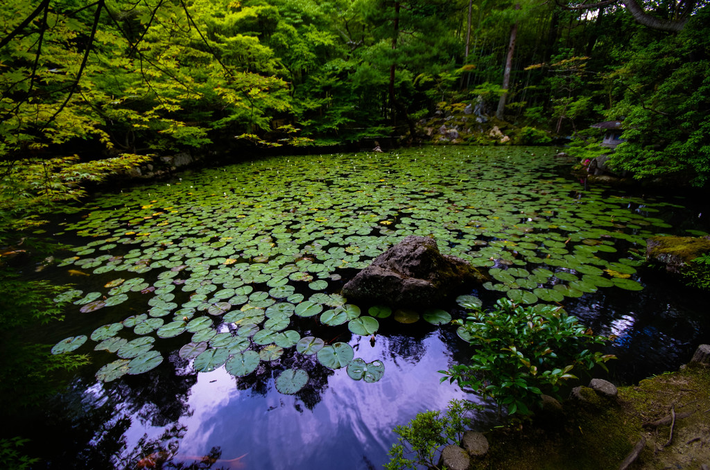 睡蓮の池