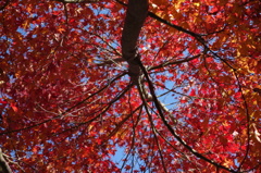 信貴山の紅葉