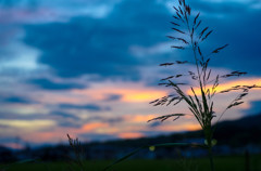 斑鳩の夕暮れ③