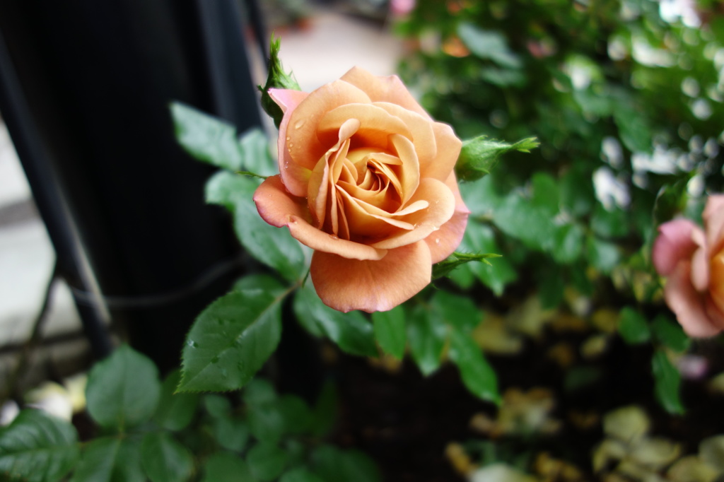 美容室前のミニ薔薇園