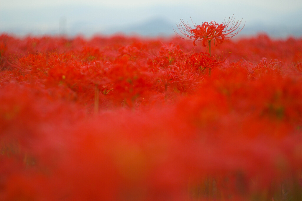 彼岸花の海