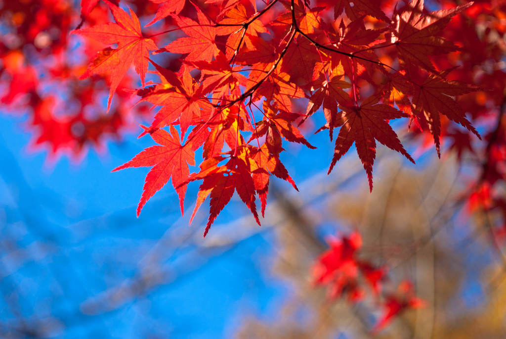 去年の紅葉②